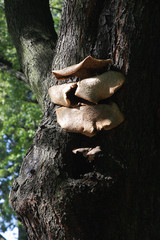  Mushrooms in the autumn forest © moniadk
