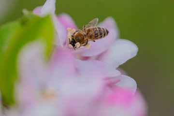 Honey bee on apple tree blossom flowers. Macro close-up shot.