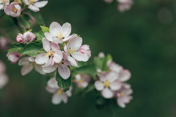 Beautiful blooming apple tree branch at spring garden. Macro close-up shot.