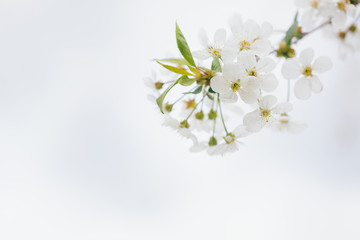 Cherry blossoms spring background. Blooming branch of cherry tree on white background.