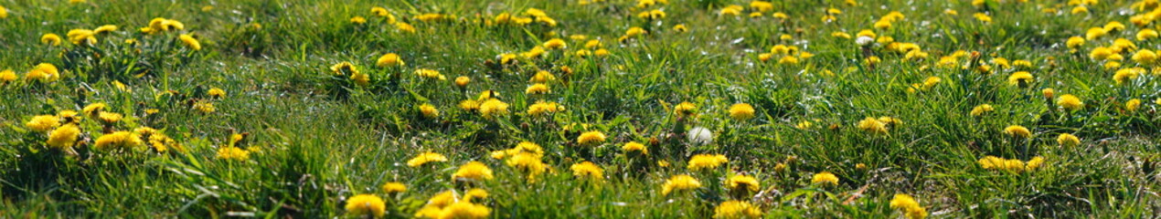 Selective focus. Bright spring dandelions blooming near the roadside. Green grass, yellow and white wildflowers. Copy space. Beautiful Landscape. Texture background, wallpaper.