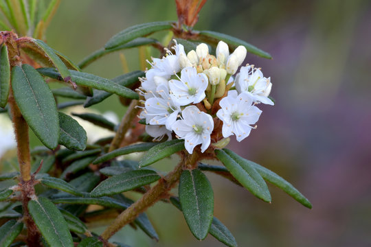 Rhody Bilder – Durchsuchen 300 Archivfotos, Vektorgrafiken und Videos ...