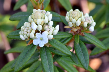 Milky Way Rhododendron 04