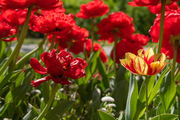 Beautiful and colorful tulips of all kind bloom in full power in the deserted parks and lanes of Sofia during corona virus isolation measures. 