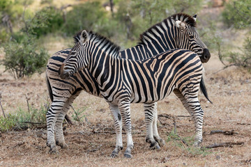 Two zebras standing and interacting with one another in Mapungubwe National Park, South Africa