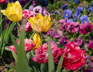 Beautiful and colorful tulips of all kind bloom in full power in the deserted parks and lanes of Sofia during corona virus isolation measures. 