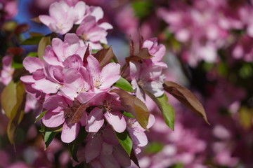 Floring tree with red or pink flowers in spring. flowers close-up, screensaver or background with the smell of spring. Beautiful cherry blossom sakura