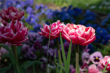Beautiful and colorful tulips of all kind bloom in full power in the deserted parks and lanes of...