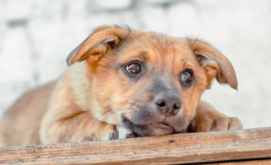red mongrel puppy lays on wooden table