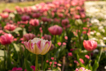 Beautiful and colorful tulips of all kind bloom in full power in the deserted parks and lanes of...