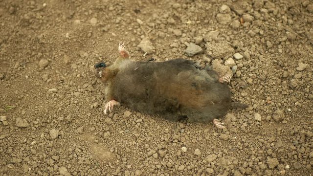 Poisoning by poison rodenticides pesticide agriculture against rodents voles mice. mole European Talpa europaea dead death corpse soil ground mouse, infections deratization, flies crawl insect fly