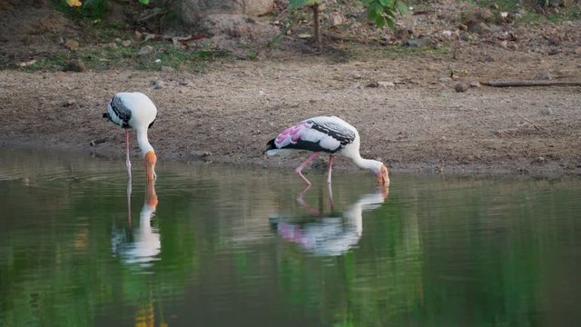 Painted stork (Mycteria leucocephala) eating fish and walk on water. Watch flock of birds behavior of the natural habitat.