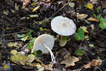 
Mushrooms in the autumn forest