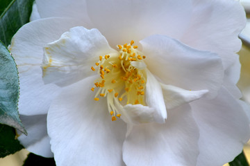 Fototapeta na wymiar White Camellia 03