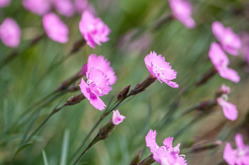 Duftnelke Blüte im Seitenlicht vor uncharfem Hintergrund