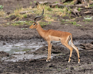 Naklejka na ściany i meble One impala ram at a muddy waterhole in Mapungubwe National Park, South Africa