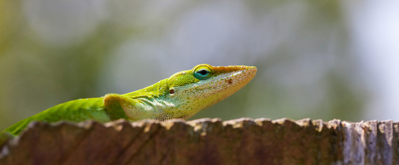 Green common garden lizard on a fence on a beautiful summer day. Garden critters in the backyard