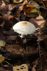 
Mushrooms in the autumn forest