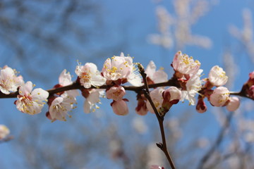 Background of sakura branch with flowers in blossom and blue sky