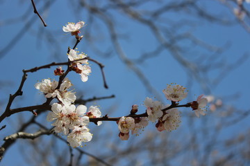 Geometric branches of blossom cherry tree under sky