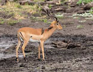 Fototapeta premium One impala ram at a muddy waterhole with two oxpecker birds on its neck in Mapungubwe National Park, South Africa