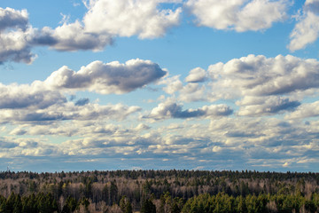 Fototapeta premium Sky with white fluffy clouds above a mixed forest