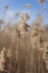 Fototapeta premium Agricultural autumn field. Nature concept