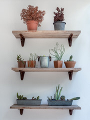 Green cactus, succulent and plants in pots on three wooden shelves on white wall background.