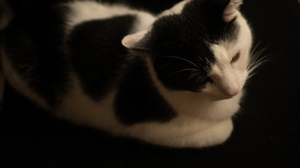Biało czarny kot leżący na krześle.