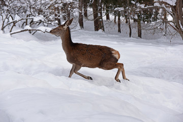 cervo capriolo animale montagna inverno 