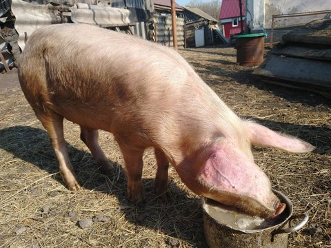 A pink pig eats and drinks from an aluminum pan against the background of village buildings standing on dry yellow grass against a blue sky