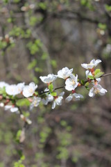 Apple tree branch with white flowers and buds in blossom in spring season
