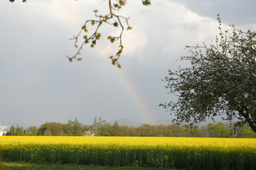 Ein blühendes Rapsfeld im Salzkammergut mit einem Regenbogen - A blooming rapeseed field in the...