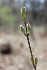 Young branch with green buds, leaves in macro in the forest
