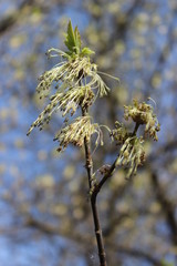 Blossom branch of a spring tree on a windy day in macro
