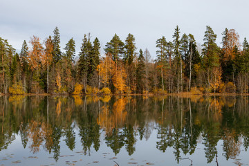 Fototapeta na wymiar Golden trees along the lake, lake system near Aegviidu, Estonia. Autumn season, moody weather.
