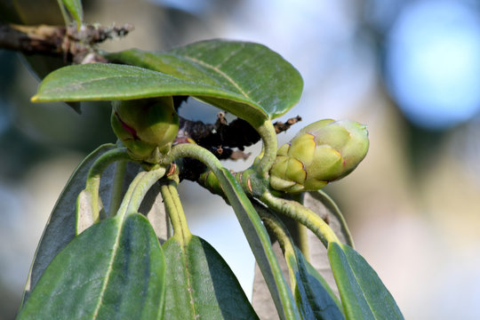 Rhody Bilder – Durchsuchen 298 Archivfotos, Vektorgrafiken und Videos ...