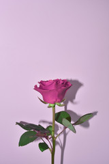 Single pink rose isolated on pastel pink background. Rose for mothers day, wedding and valentines day. Close up