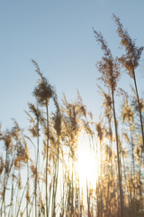 Obraz premium Dry yellow cane on a background of blue sky