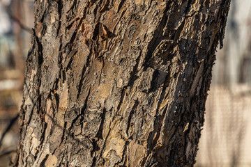 A brown trunk of an apple tree is in the garden in sunny day