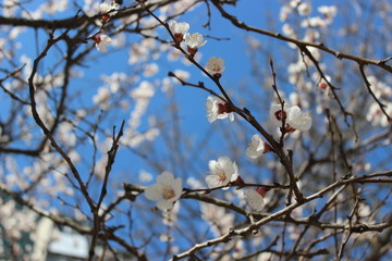 Branches of tree under blue, spring sky with white, blossom flowers