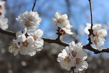 Amazing cherry flowers on the branch in macro in spring time