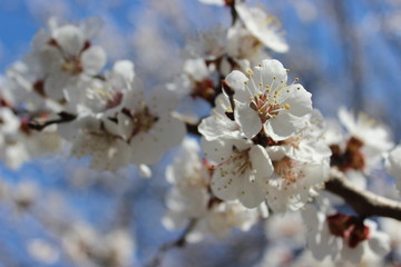 Dreamy, spring image with blossom flowers on the branch of tree on blue  background