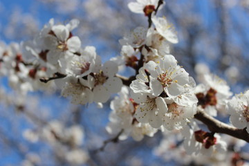 Pretty, white flowers of blossom cherry tree in spring