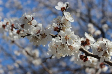 Spring image of branch of blossom  tree with white flowers and blue background