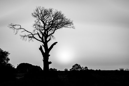 Silhouette of a bare tree during sunrise on the beach  with enpty sky for text, copy space at Cirali in Antalya province, Turkey in balck and white