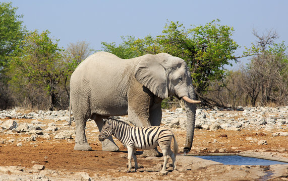 Zebra By Elephant On Field Against Sky