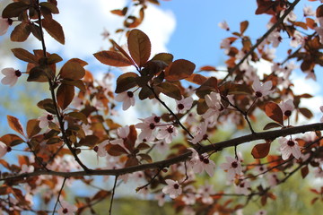 Beautiful, pink flowers background of blossom, branches of plum