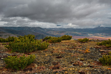 Russia. Far East, Magadan region, upper reaches of the Kolyma river. Evergreen cedar plantain is...