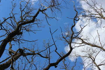 Silhouette of geometric, black branches of trees under blue sky.
